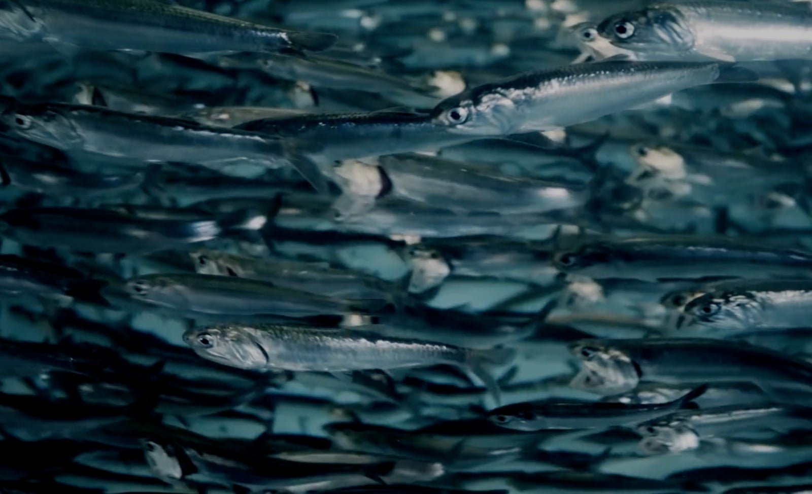 Anchoveta vs Piel: ¿Cual nutre mas? - Bleiz