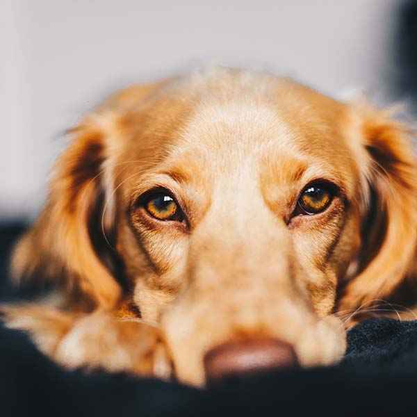 Golosinas, premios y suplementos en la alimentación de mascotas. - Bleiz