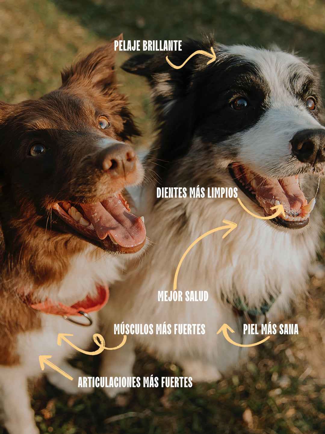 Cómo ayuda el alimento para perro de Bleiz