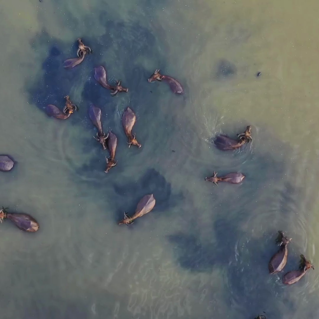 Bleiz Premios Naturales de Búfalo para Perros | Hígado y Pulmón | Sin Conservadores | Paquete x2