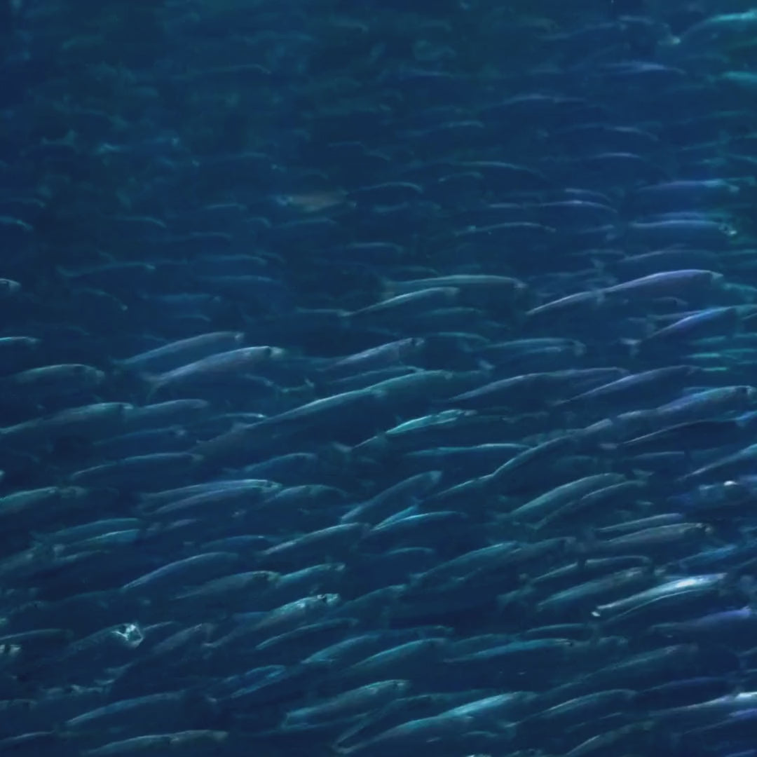 Premios Naturales Bleiz Anchovetas Deshidratadas para Perros y Gatos | 3 Cajas x 80g | Omega 3 y 6